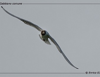 Animali 096